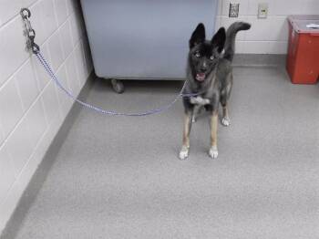 CHARLIZE -  Siberian Husky and Mixed Breed Dog for Adoption in Omaha, Nebraska - CHARLIZE | PetCurious