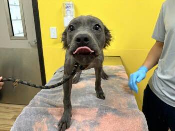 Cleopatra -  Mixed Breed Dog for Adoption in Raleigh, North Carolina - Cleopatra | PetCurious