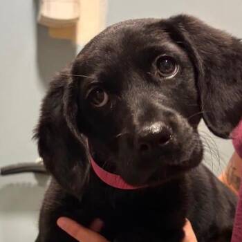 Mixed Breed Dogs Available for Adoption in Chattanooga, Tennessee - DJ Malik | PetCurious