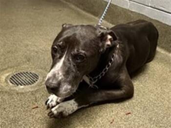 BLANCHE DEVEREAUX -  Mixed Breed Dog for Adoption in Jacksonville, Florida - BLANCHE DEVEREAUX | PetCurious