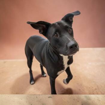 Keke -  Mixed Breed Dog for Adoption in Charlotte, Michigan - Keke | PetCurious