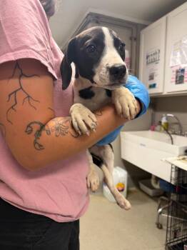 Peely -  Pointer Dog for Adoption in Hopkinsville, Kentucky - Peely | PetCurious