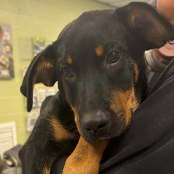 Goofy -  Mixed Breed Dog for Adoption in East Hanover, New Jersey - Goofy | PetCurious