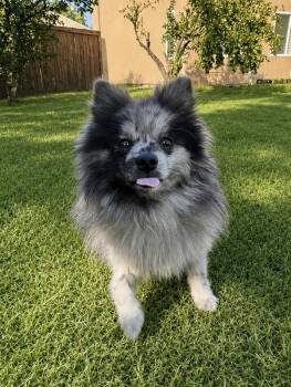 Kenny -  Pomeranian Dog for Adoption in Coachella, California - Kenny | PetCurious