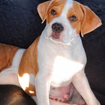 American Bully Dogs Available for Adoption - Dennis | PetCurious