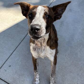 Rescue Australian Cattle Dog Blue Heeler Dogs for Adoption in Franklin, North Carolina - Kodak | PetCurious