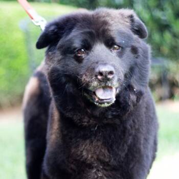 Rescue Chow Chow and Mixed Breed Dogs for Adoption in Cumming, Georgia - Woden 21890 | PetCurious
