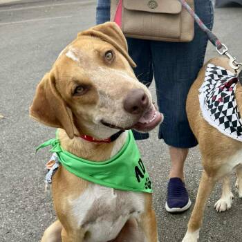 Rescue Australian Cattle Dog Blue Heeler Dogs for Adoption in Seguin, Texas - Paco | PetCurious