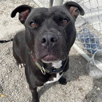 Rescue Pit Bull Terrier Dogs for Adoption in Indianapolis, Indiana - ALBERT | PetCurious