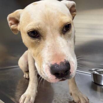 Luna -  Mixed Breed Dog for Adoption in Winston-salem, North Carolina - Luna | PetCurious