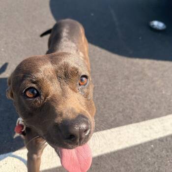 Pit Bull Terrier Dogs Available for Adoption in Carmel Hamlet, New York - Bugs | PetCurious