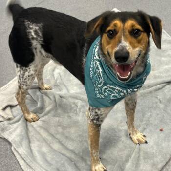 Mascot -  Mixed Breed Dog for Adoption in Canal Winchester, Ohio - Mascot | PetCurious