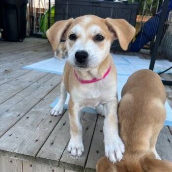 Rescue Mixed Breed Dogs for Adoption in Calgary, Alberta - Harriette | PetCurious