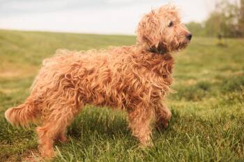 Goldendoodle and Mixed Breed Dogs Available for Adoption in Gradyville, Kentucky - Goldie - Transport | PetCurious