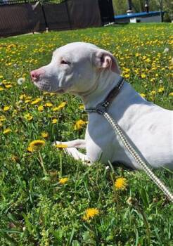 Rescue Pit Bull Terrier Dogs for Adoption in Canfield, Ohio - MARGE | PetCurious