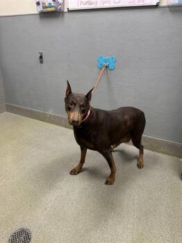 Doberman Pinscher Dogs Available for Adoption in Las Vegas, Nevada - CINNAMON | PetCurious