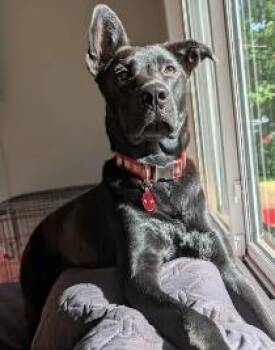 Luna -  Pit Bull Terrier and Shepherd Dog for Adoption in Troy, Michigan - Luna | PetCurious