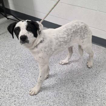 Mariposa -  Mixed Breed Dog for Adoption in Hailey, Idaho - Mariposa | PetCurious
