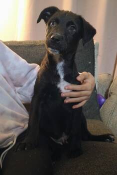 Terrier Dogs Available for Adoption - Dopey (Senna 2) | PetCurious