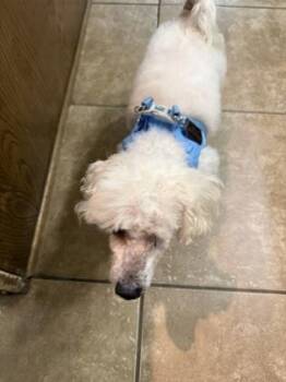 Hugo -  Bichon Frise and Mixed Breed Dog for Adoption in Fort Worth, Texas - Hugo | PetCurious