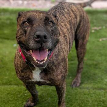 Nala -  Pit Bull Terrier Dog for Adoption in New Smyrna Beach, Florida - Nala | PetCurious
