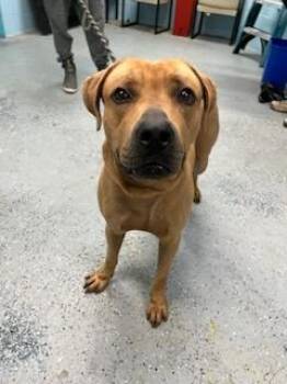 Zeus Boy - 1 -  Bullmastiff and Labrador Retriever Dog for Adoption in Daytona Beach, Florida - Zeus Boy - 1 | PetCurious