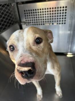 Rescue Pit Bull Terrier and Mixed Breed Dogs for Adoption in Fort Worth, Texas - 59838615 | PetCurious