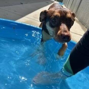 Rescue Shepherd and Mixed Breed Dogs for Adoption in Columbus, Mississippi - DAISY DUKE | PetCurious