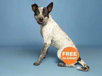Australian Cattle Dog Blue Heeler and Mixed Breed Dogs Available for Adoption in Phoenix, Arizona - BARLEY | PetCurious