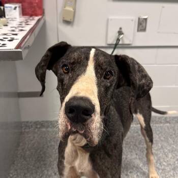 Mr. Ed/Zeus -  Great Dane Dog for Adoption in Greenville, South Carolina - Mr. Ed/Zeus | PetCurious