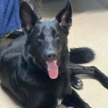 Rex -  German Shepherd Dog Dog for Adoption in Sunderland, Maryland - Rex | PetCurious