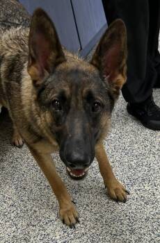 Riley -  German Shepherd Dog Dog for Adoption in Golden, Colorado - Riley | PetCurious