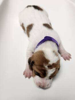 Cocoa -  Hound Dog for Adoption in Wabash, Indiana - Cocoa | PetCurious