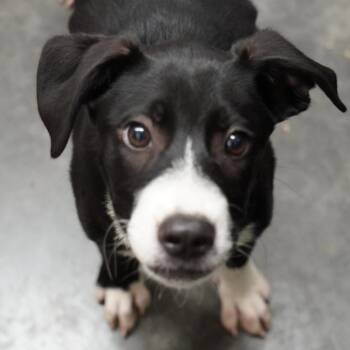 Petunia -  Black Labrador Retriever Dog for Adoption in Evensville, Tennessee - Petunia | PetCurious