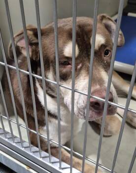 Rescue Pit Bull Terrier Dogs for Adoption in Thousand Oaks, California - Oliver - URGENT!! | PetCurious