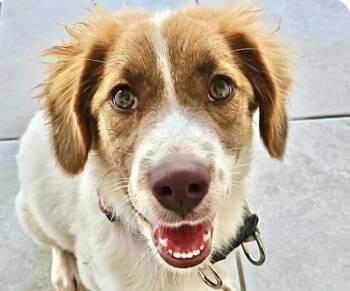 Cooper -  Brittany Spaniel Dog for Adoption in San Ramon, California - Cooper | PetCurious