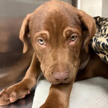 Chocolate Labrador Retriever and Pit Bull Terrier Dogs Available for Adoption - Hershey | PetCurious