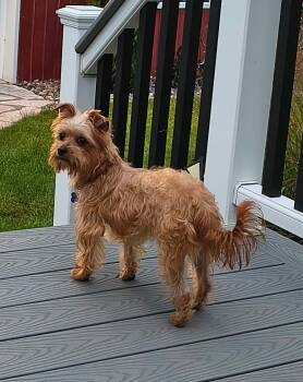 Verdi -  Terrier Dog for Adoption in De Pere, Wisconsin - Verdi | PetCurious