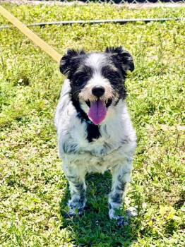 Kyla -  Maltese and Mixed Breed Dog for Adoption in Cape Coral, Florida - Kyla | PetCurious