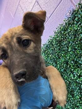 German Shepherd Dog and Mixed Breed Dogs Available for Adoption in El Paso, Texas - 60918531 | PetCurious