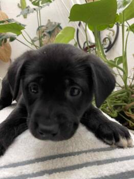 Rescue Mixed Breed Dogs for Adoption in Crocker, Missouri - Ava | PetCurious