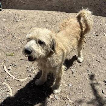 Tobey -  Terrier Dog for Adoption in Sonoma, California - Tobey | PetCurious