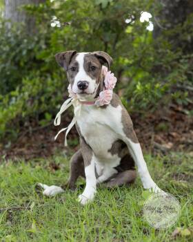 Jade -  Labrador Retriever and American Staffordshire Terrier Dog for Adoption in Tuscaloosa, Alabama - Jade | PetCurious