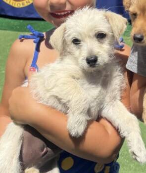 Cali -  Miniature Schnauzer Dog for Adoption in San Diego, California - Cali | PetCurious
