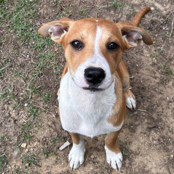 Dean -  Hound and Pit Bull Terrier Dog for Adoption in The Colony, Texas - Dean | PetCurious