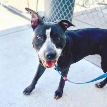 Coconut -  Pit Bull Terrier Dog for Adoption in Oakland, California - Coconut | PetCurious