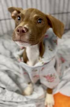 Carmella -  Mixed Breed Dog for Adoption in Charleston, South Carolina - Carmella | PetCurious