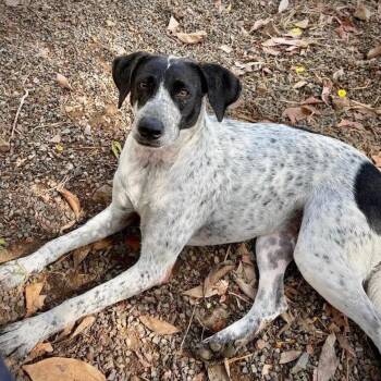 Nash -  Hound and Mixed Breed Dog for Adoption in Griswold, Connecticut - Nash | PetCurious