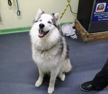 Siberian Husky and Mixed Breed Dogs Available for Adoption in Picayune, Mississippi - Diego | PetCurious