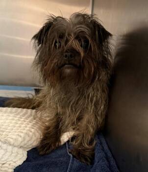 PRUDENCE -  Cairn Terrier and Mixed Breed Dog for Adoption in Tallahassee, Florida - PRUDENCE | PetCurious